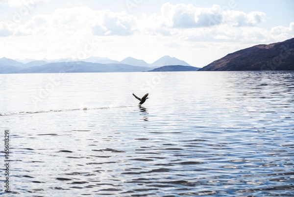 Obraz Bird flying on a lake