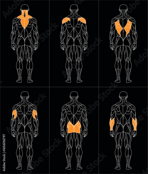 Obraz sportman_back_oben_b