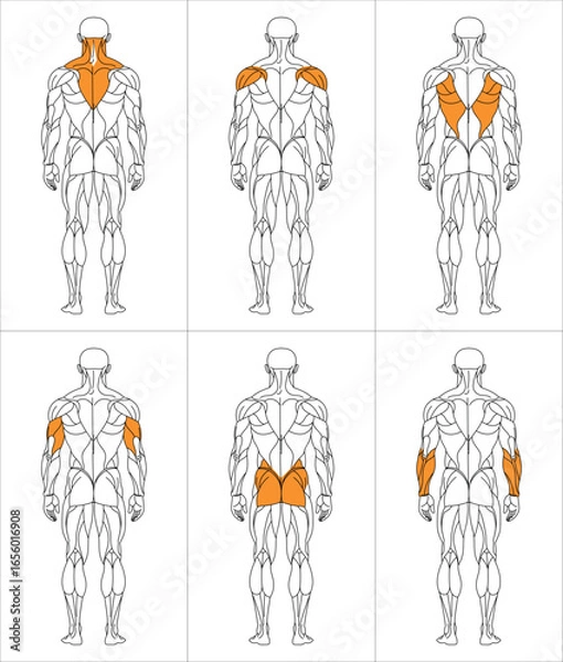 Obraz sportman_back_oben_w