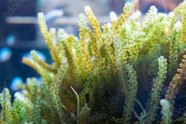 Obraz みずみずしい海ぶどう