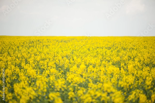 Fototapeta Rapeseed field. Biodiesel