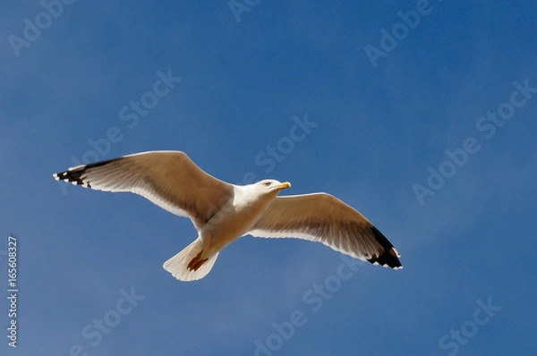 Obraz wings of freedom