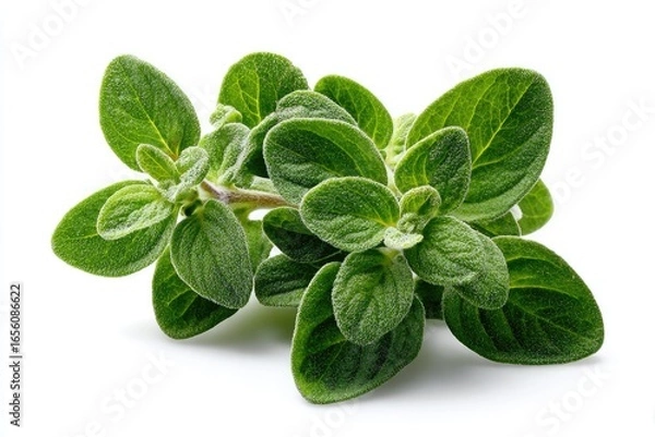Fototapeta Fresh oregano sprig close-up
