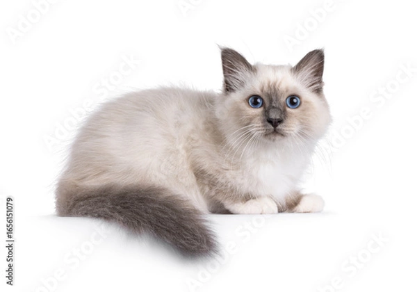 Fototapeta Handsome Sacred Birman cat kitten, laying down side ways. Looking towards camera with breed typical blue eyes. Isolated on a white background.