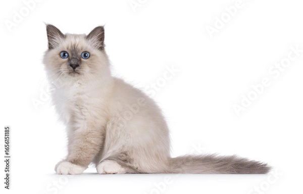 Fototapeta Handsome Sacred Birman cat kitten, sitting up side ways. Looking towards camera with breed typical blue eyes. Isolated on a white background.