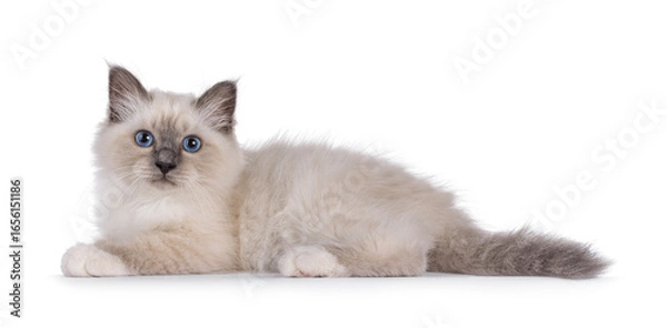 Fototapeta Handsome Sacred Birman cat kitten, laying down side ways. Looking towards camera with breed typical blue eyes. Isolated on a white background.
