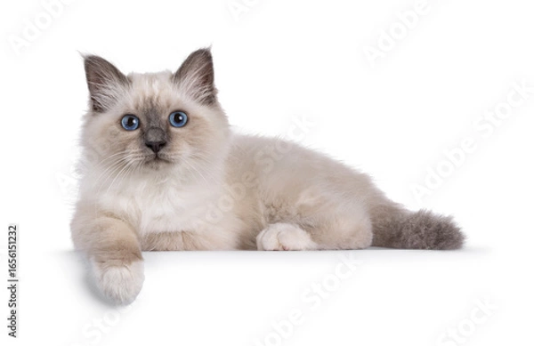 Fototapeta Handsome Sacred Birman cat kitten, laying down side ways on edge. Looking towards camera with breed typical blue eyes. Isolated on a white background.