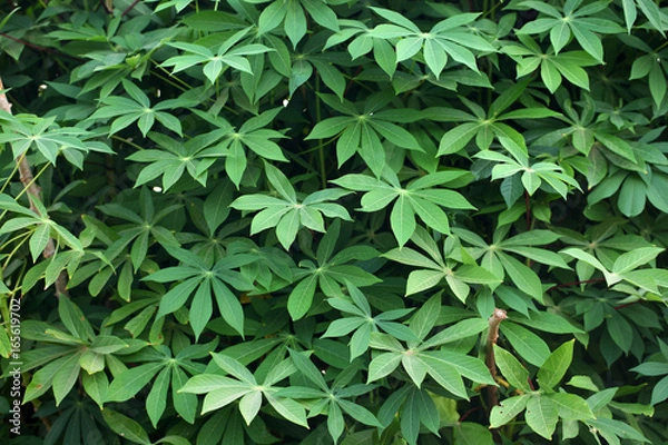 Obraz green and bright cassava leaves