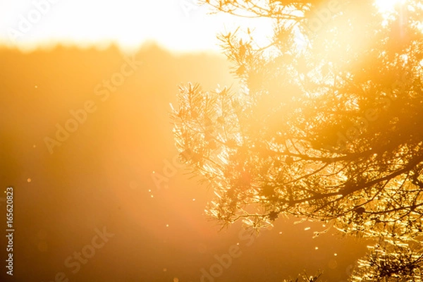 Obraz Pine tree branch in sunset