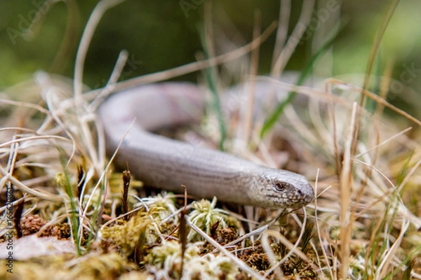 Obraz Closeup of slow-worm in forest setting
