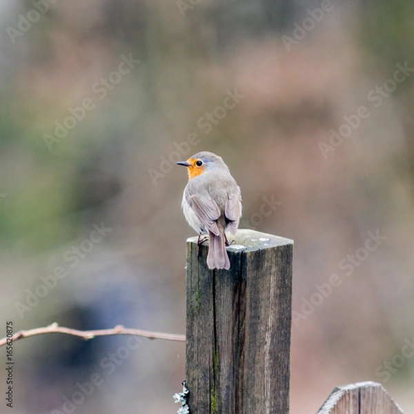 Obraz Robin perching on wooden fence pole