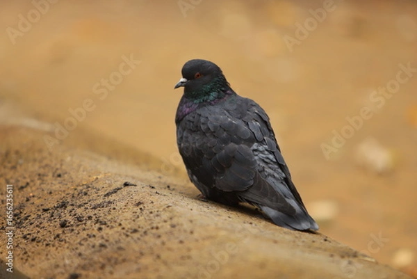 Obraz black raven on the ground