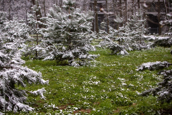 Obraz spring in the mountains