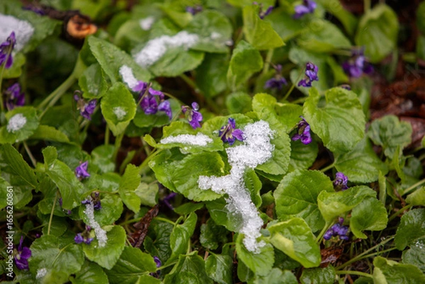 Obraz pink and white flowers