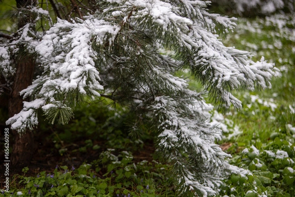 Obraz snow covered pine tree