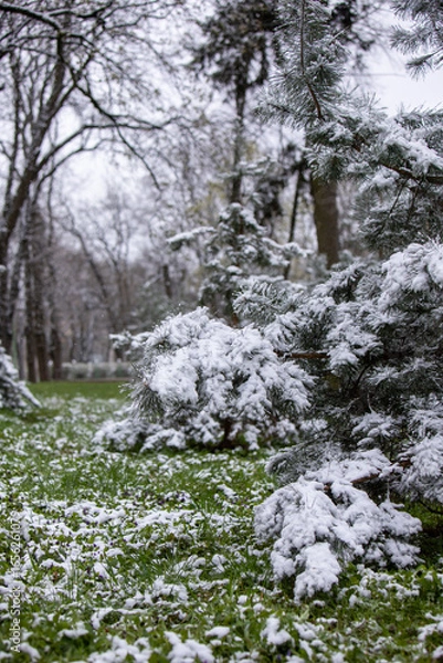Obraz winter forest in the mountains