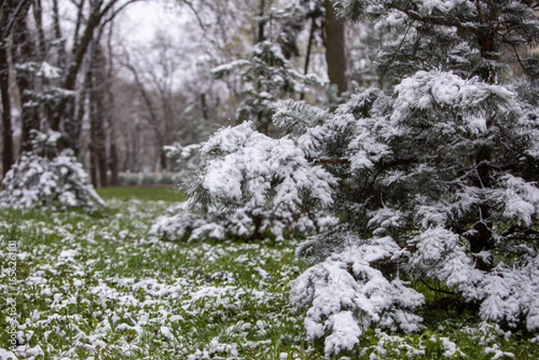 Obraz snow covered trees