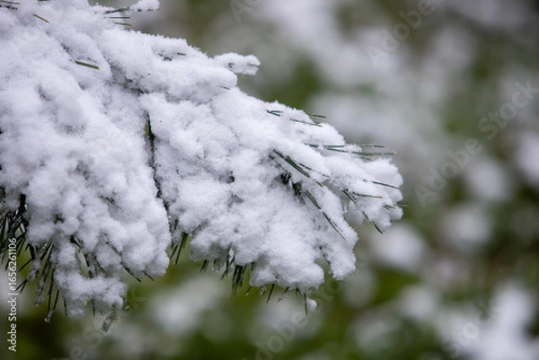 Obraz snow covered branches