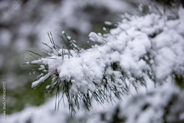 Obraz snow covered branches of tree