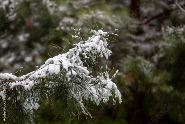 Obraz snow covered branches
