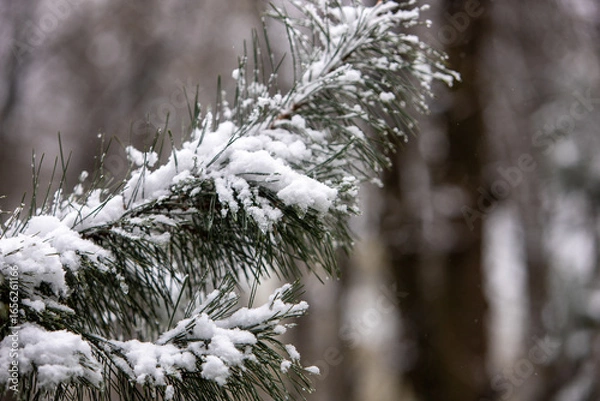 Obraz snow covered pine branches