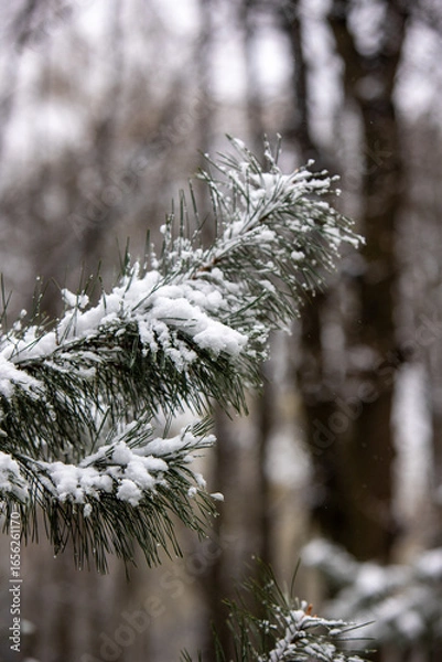 Obraz snow covered pine tree