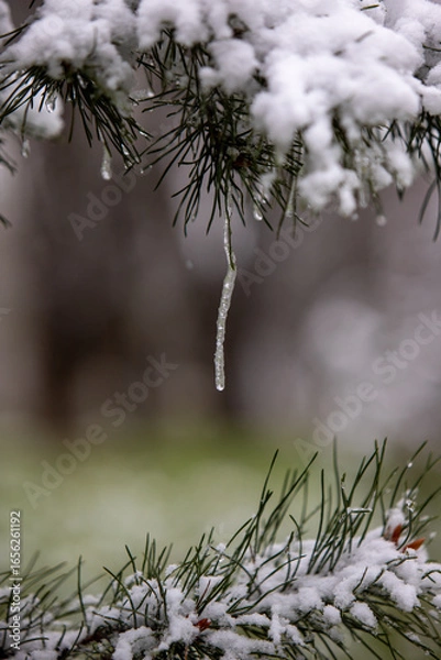 Obraz branches of a fur tree with snow