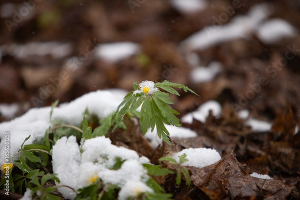 Obraz snow on a white background