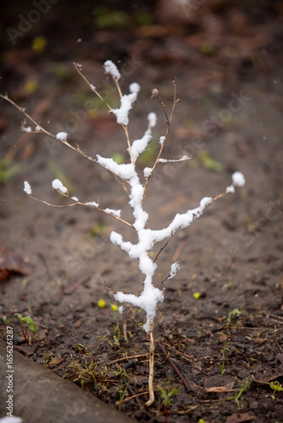 Obraz spring in the garden