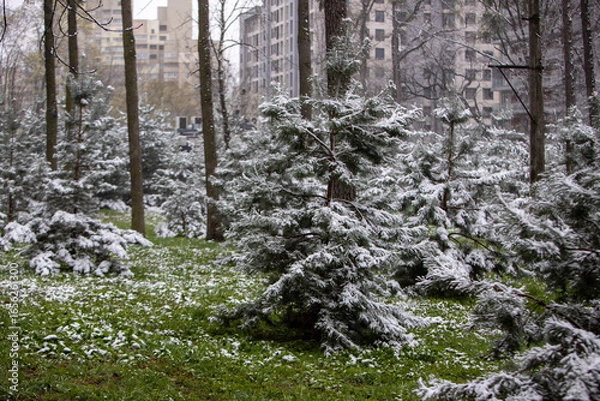 Obraz snow covered trees
