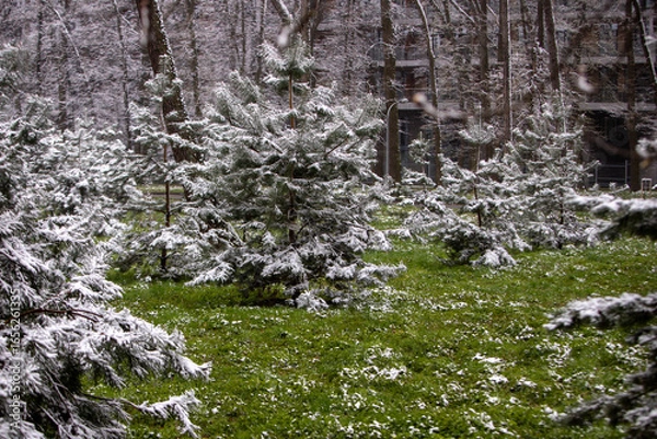 Obraz snow covered tree