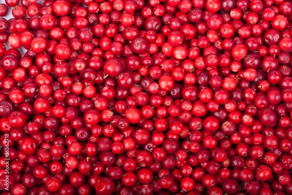 Obraz Świeży cowberry