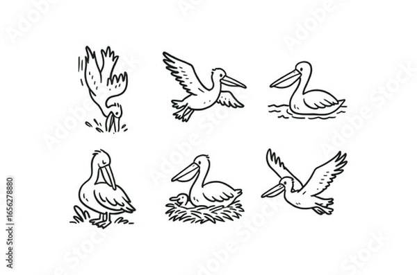 Fototapeta hand drawn cute doodle ink line art style line monochrome monochrome isolated on white background pelican (behaviors): diving gliding swimming preening nesting flying