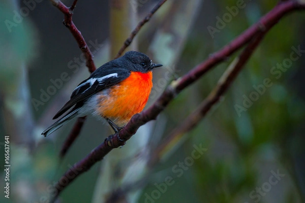 Fototapeta Flame Robin