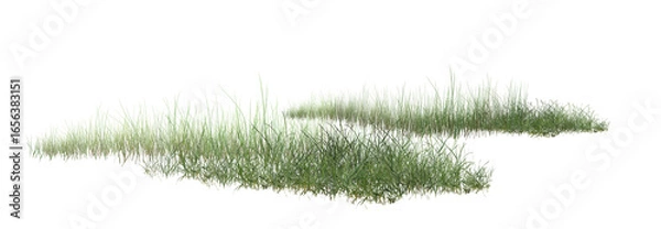 Obraz grass isolated on white