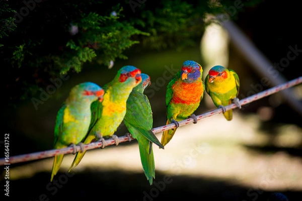 Fototapeta The Gathering