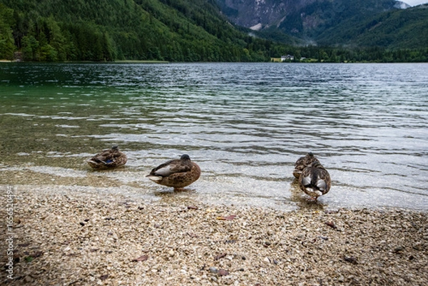 Fototapeta Langbathseen Austria with ducks