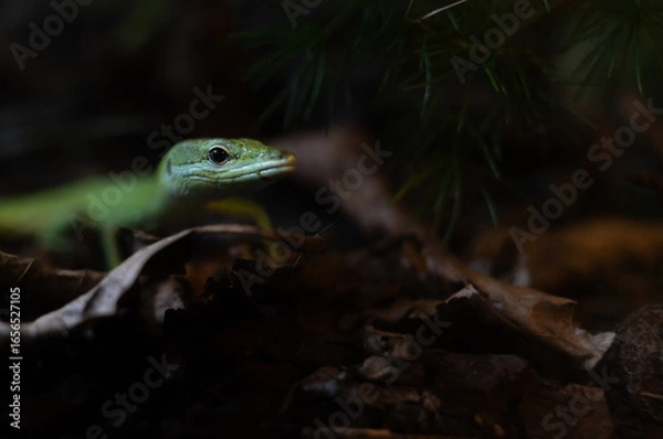 Fototapeta A green lizard in the foliage, a gentle smile and a pearly eye, a moment of tropical whisper.