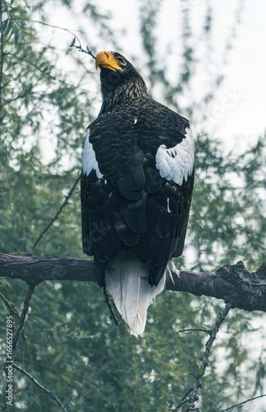 Fototapeta A mighty white-tailed eagle on a branch, amber beak and scaly feathers, the look of a ruler of the taiga.