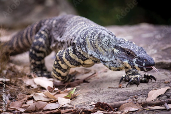 Obraz Goanna