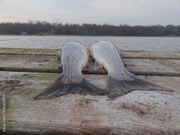 Obraz A fish out of water