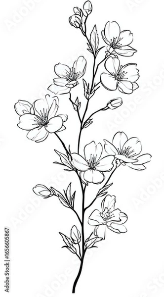 Fototapeta Line art cherry blossom branch with delicate flowers and buds on white background, isolated botanical illustration suitable for tattoo designs and decorative prints.