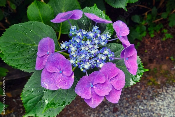 Fototapeta Vibrant Purple Hydrangea Blossom with Lush Green Foliage for Nature and Garden Enthusiasts