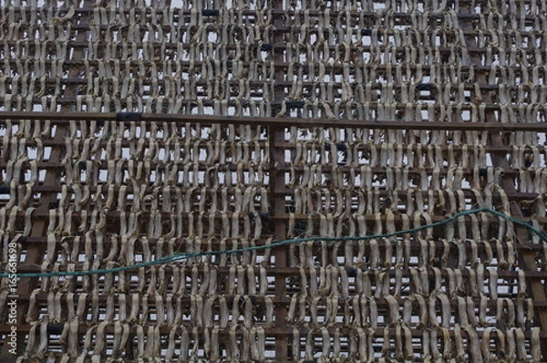 Obraz Drying cod to make klippfish bacalao