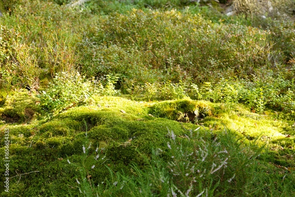 Obraz Mousse en forêt