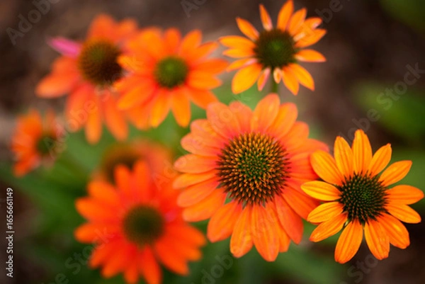 Obraz Orange flowers