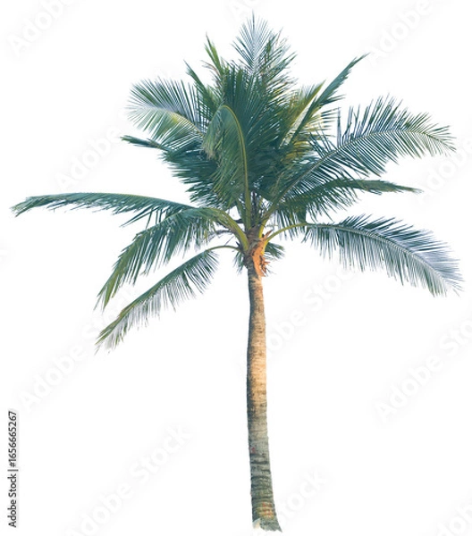 Fototapeta Isolated coconut tree on transparent background