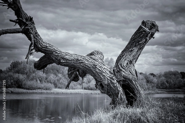 Fototapeta A dry tree on a high riverbank, beautiful clouds