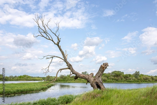 Fototapeta A dry tree on a high riverbank, beautiful clouds