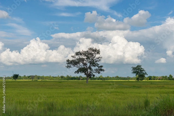 Fototapeta Amazing blue sky is above the green of the ricefields. The wooden bridge walks for the way to the destination. Relaxing core concepts. selection focus.